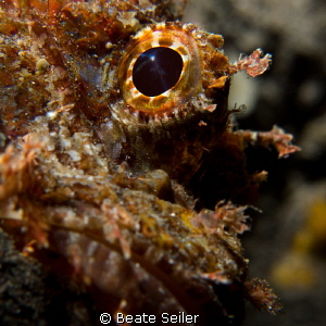 The look ! by Beate Seiler 